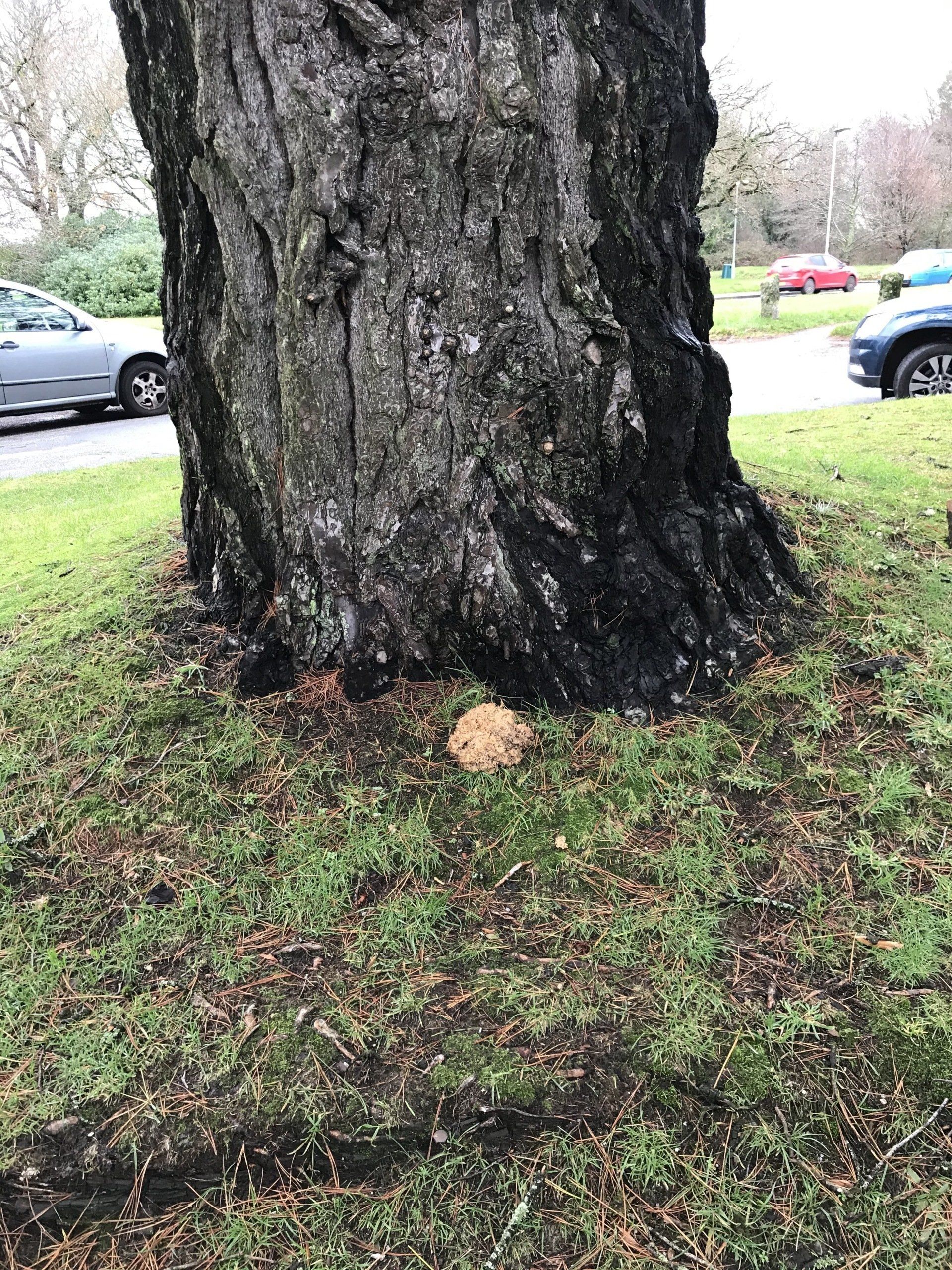 Countrywise Tree Care 1