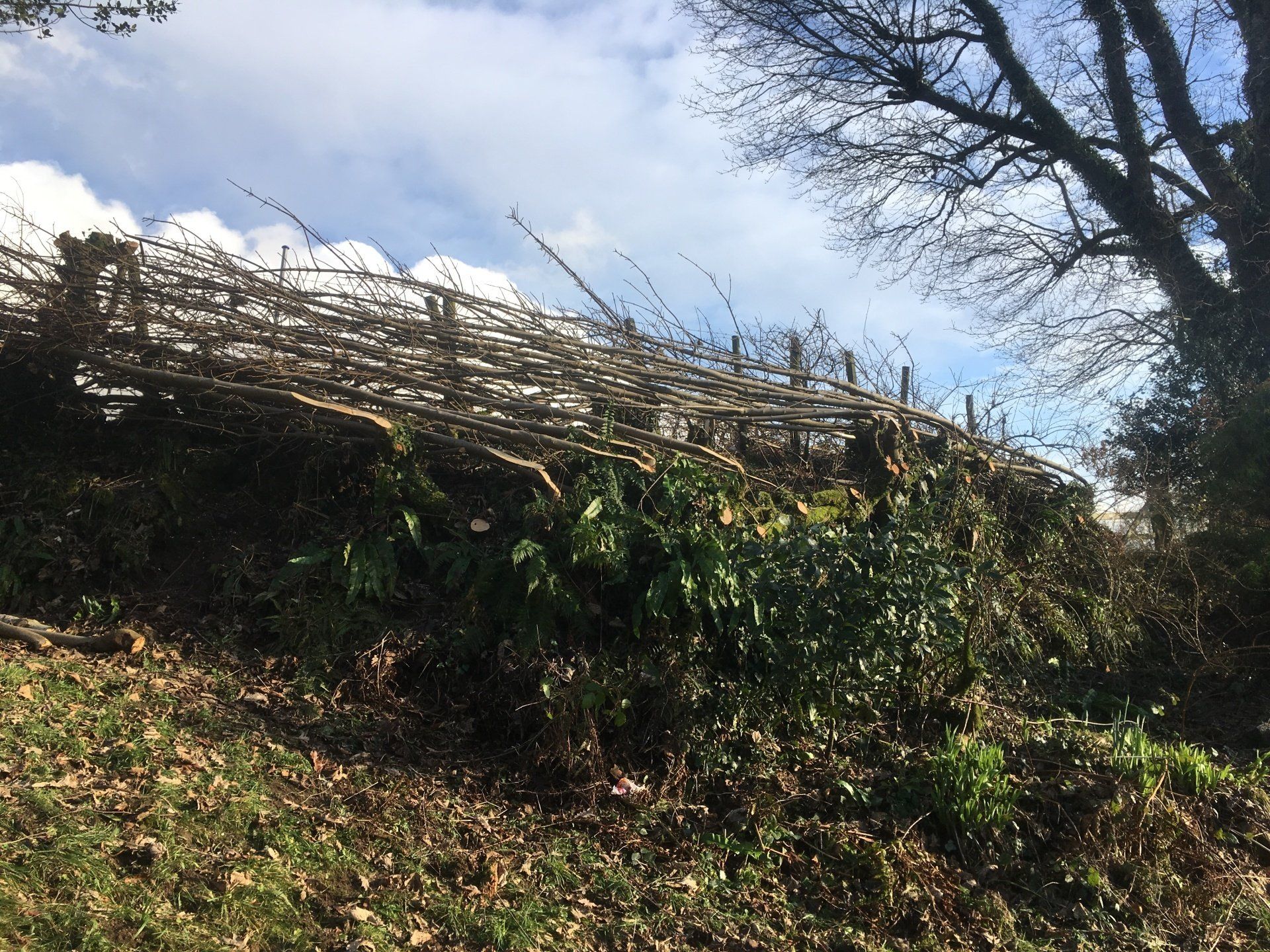 Countrywise Tree Care 3