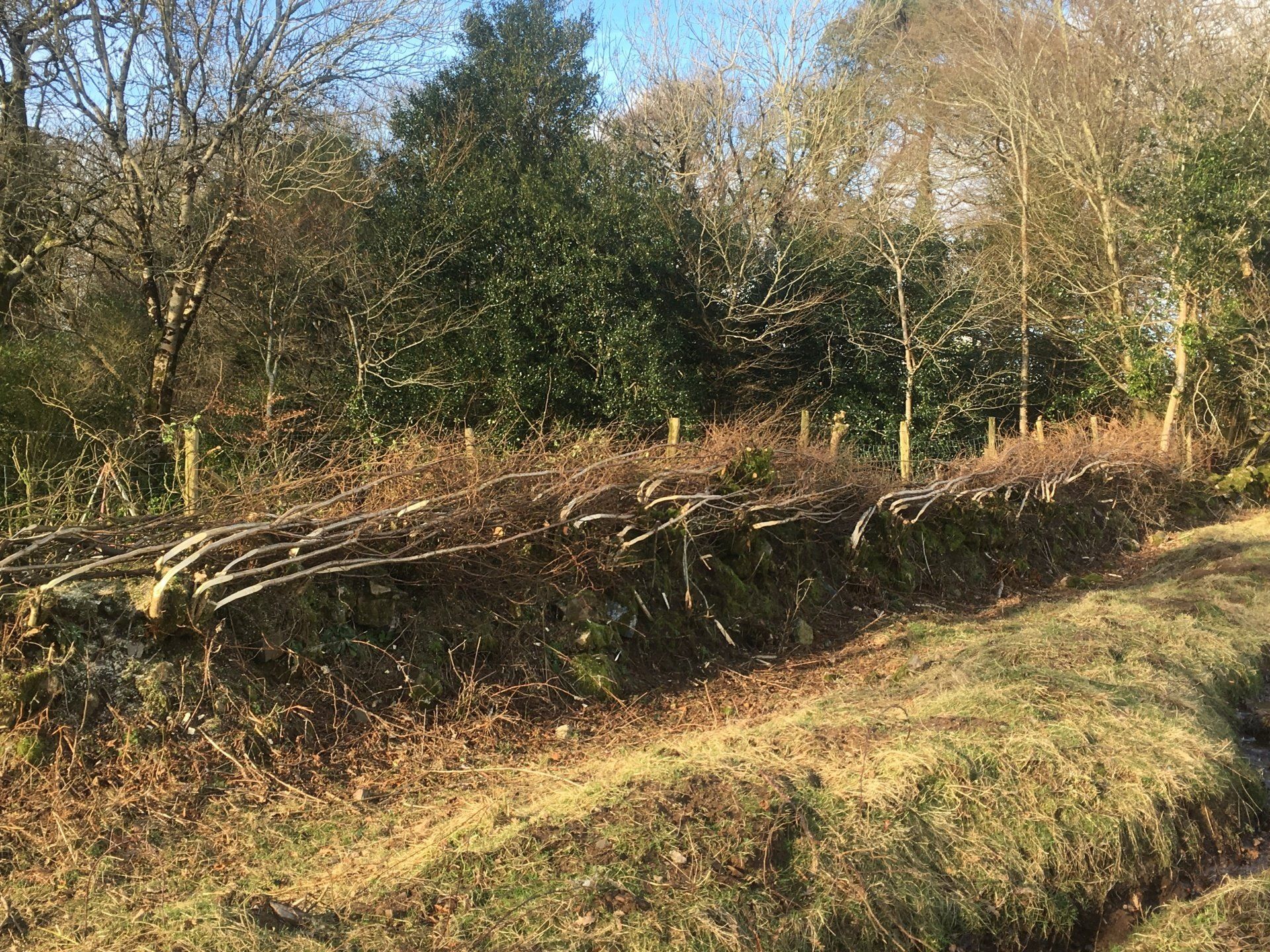 Countrywise Tree Care 4