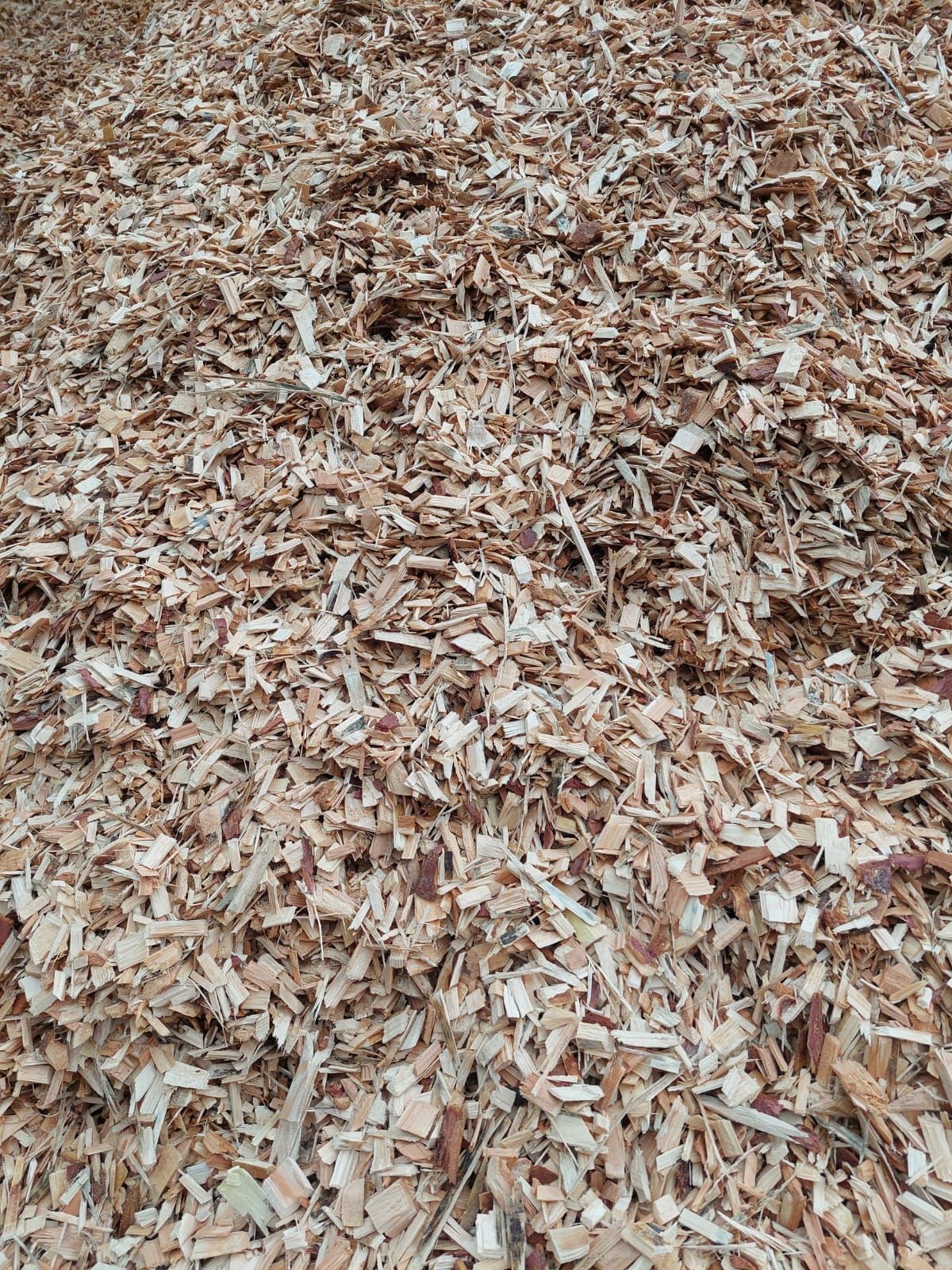 Ein Haufen hellbrauner Holzspäne.