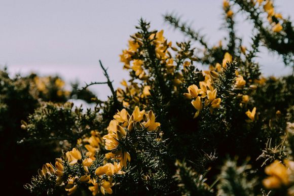 Yellow gorse flowers in bloom against a blurred sky background.