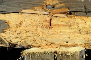 timber affected due to woodworms