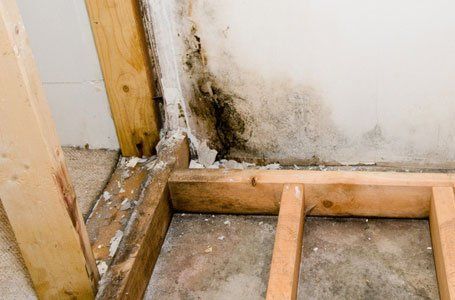 wood infected due to damp and woodworm