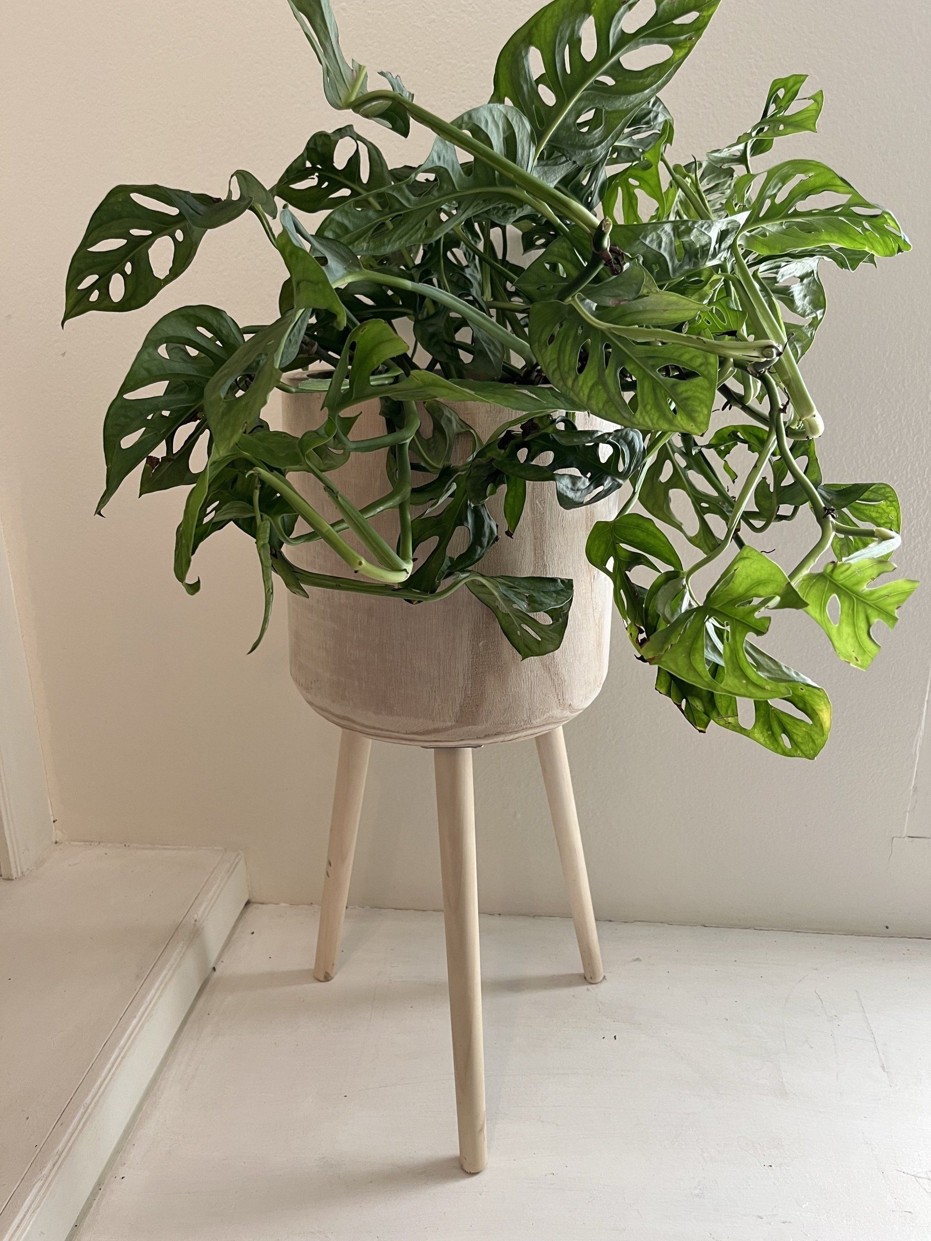 A potted plant is sitting on a wooden stand.