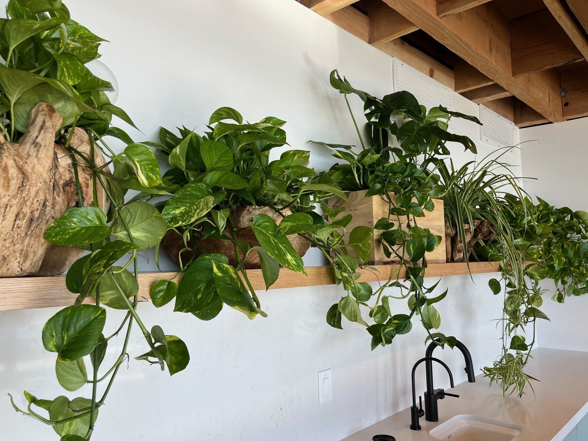 A kitchen with lots of potted plants hanging from the ceiling