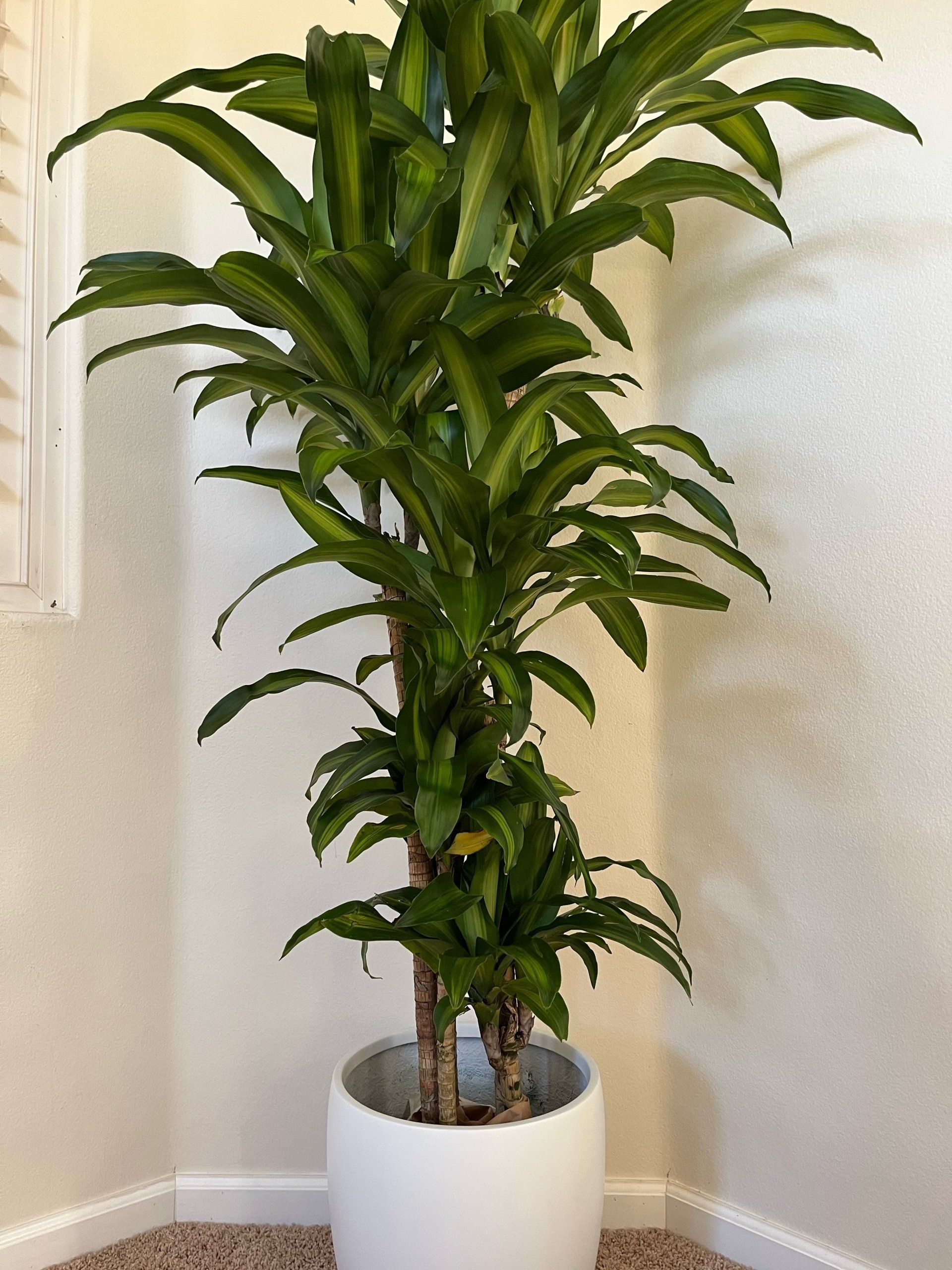 A large potted plant is sitting in a corner of a room.