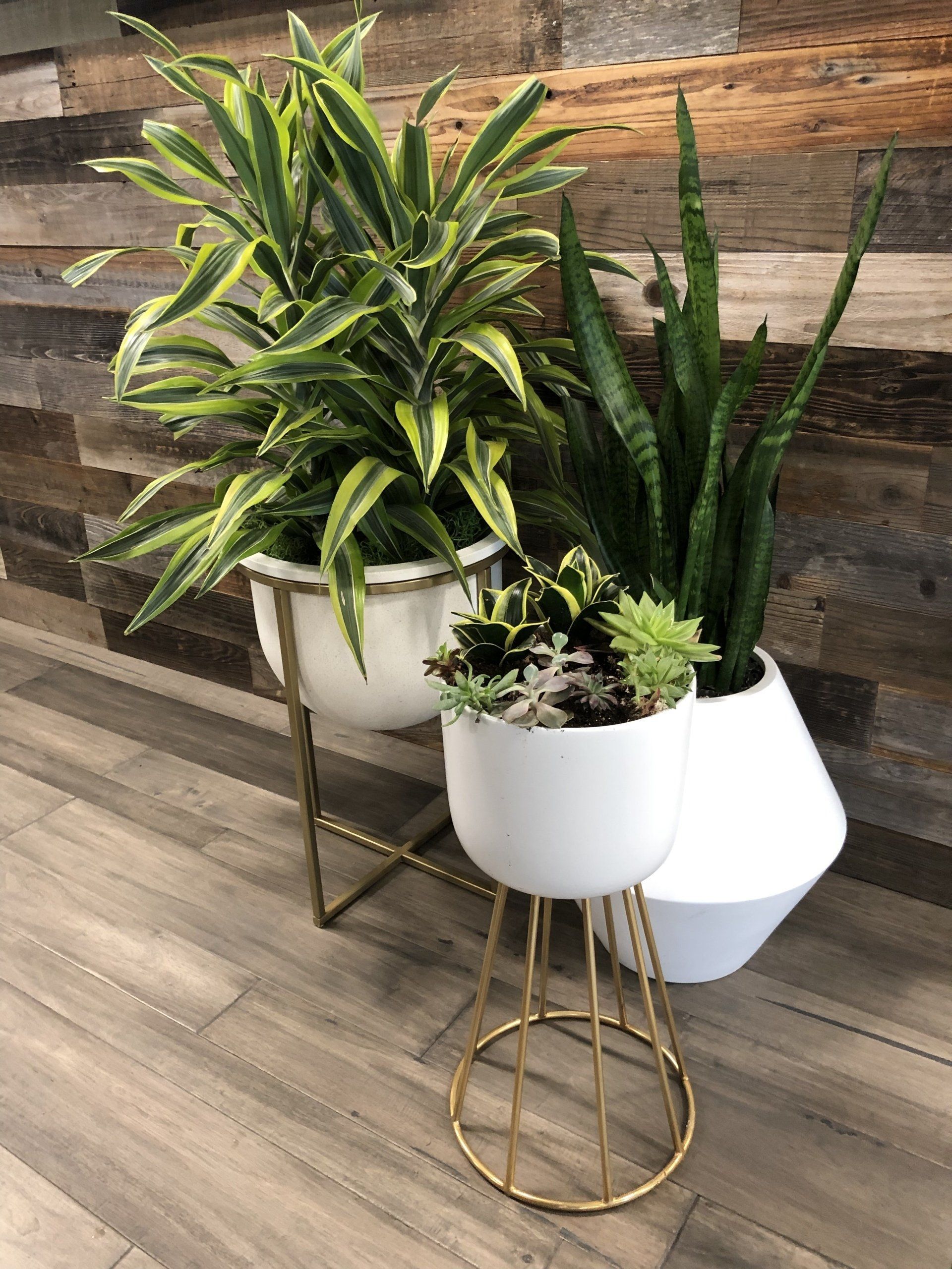 A couple of potted plants sitting on top of a wooden floor.