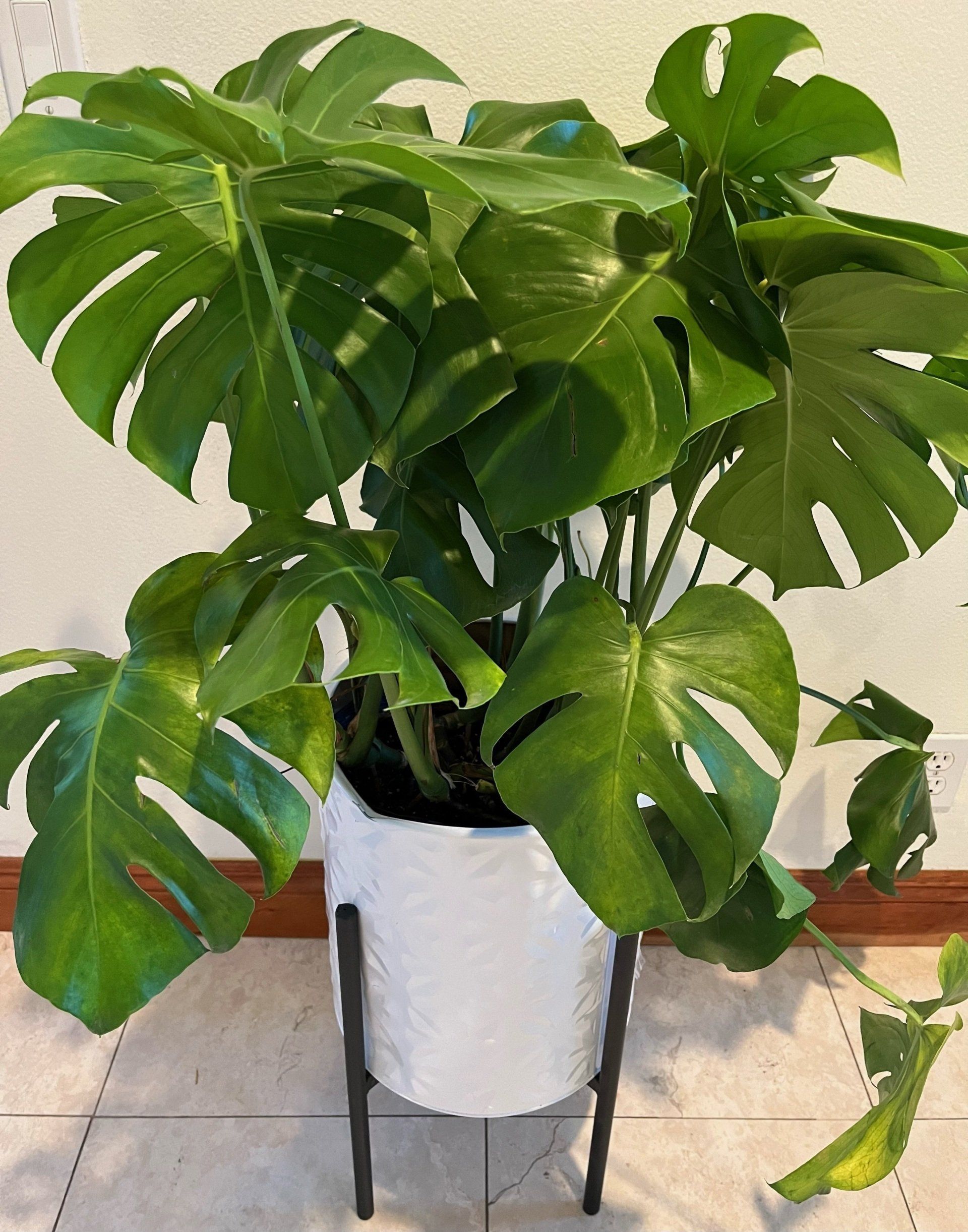 A monstera plant in a white pot on a stand