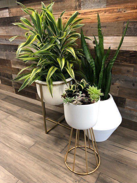 Two potted plants are sitting on a wooden floor in front of a wooden wall.