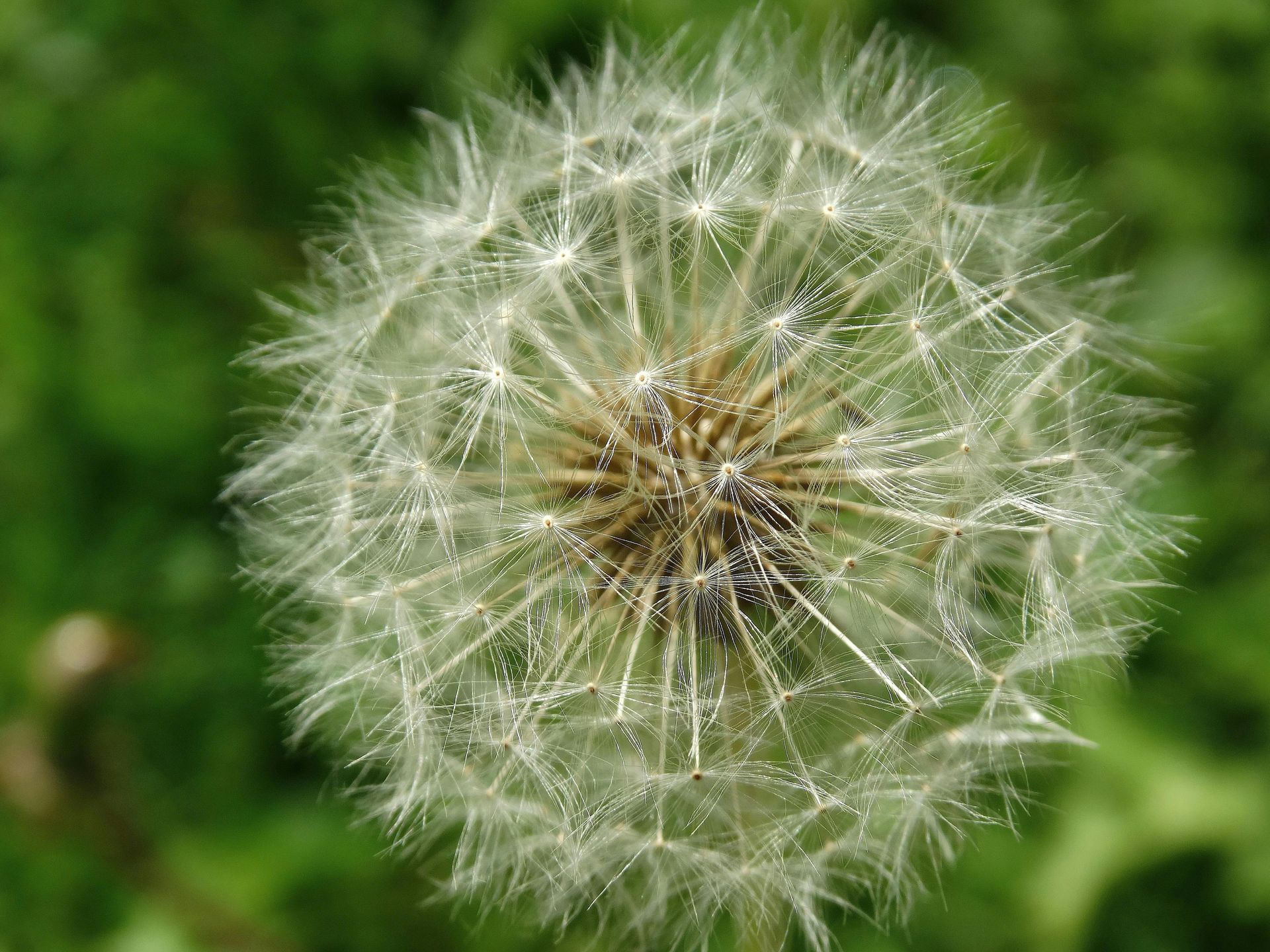 dandilion