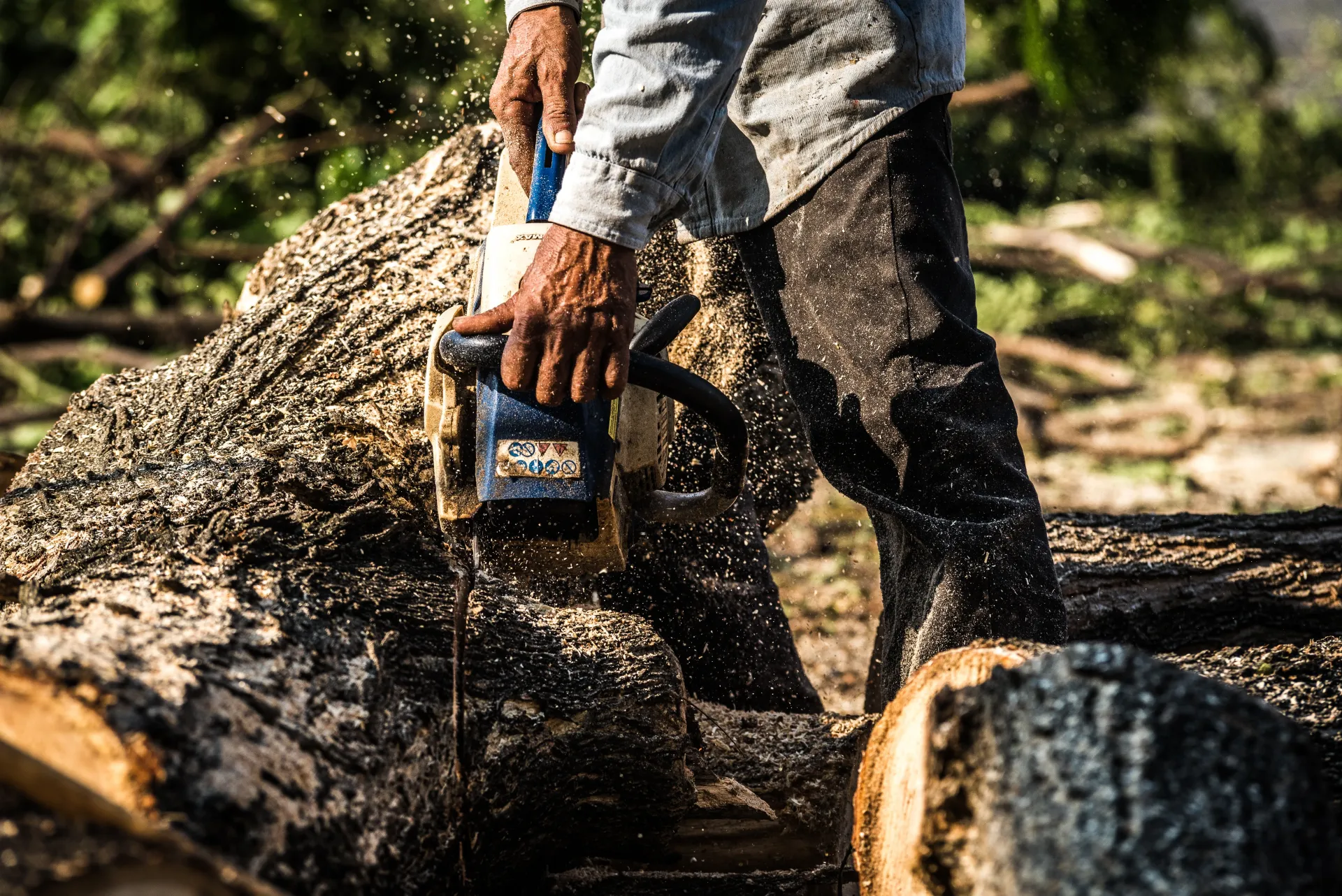 tree removal bryn mawr