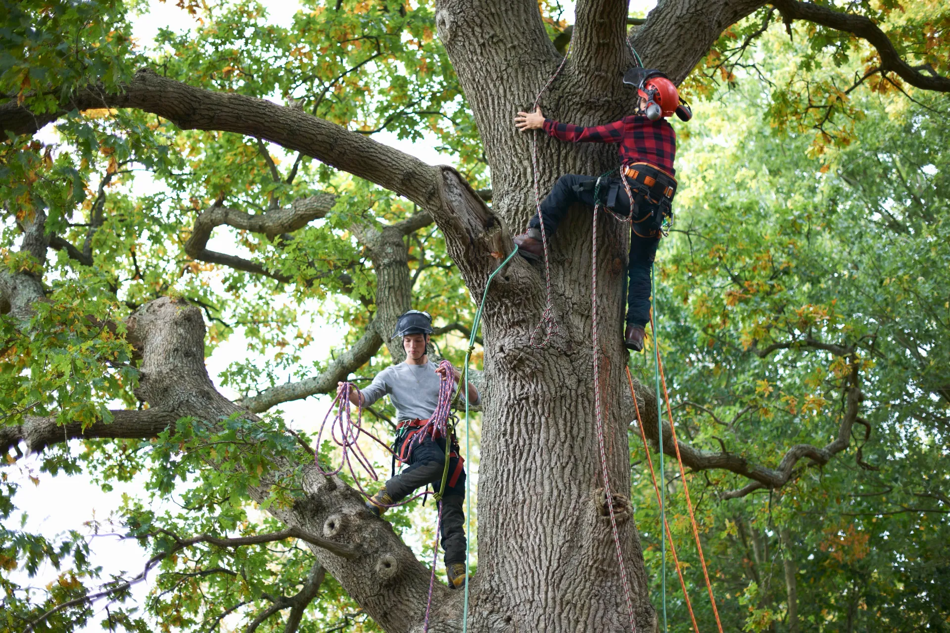 tree trimming exton pa