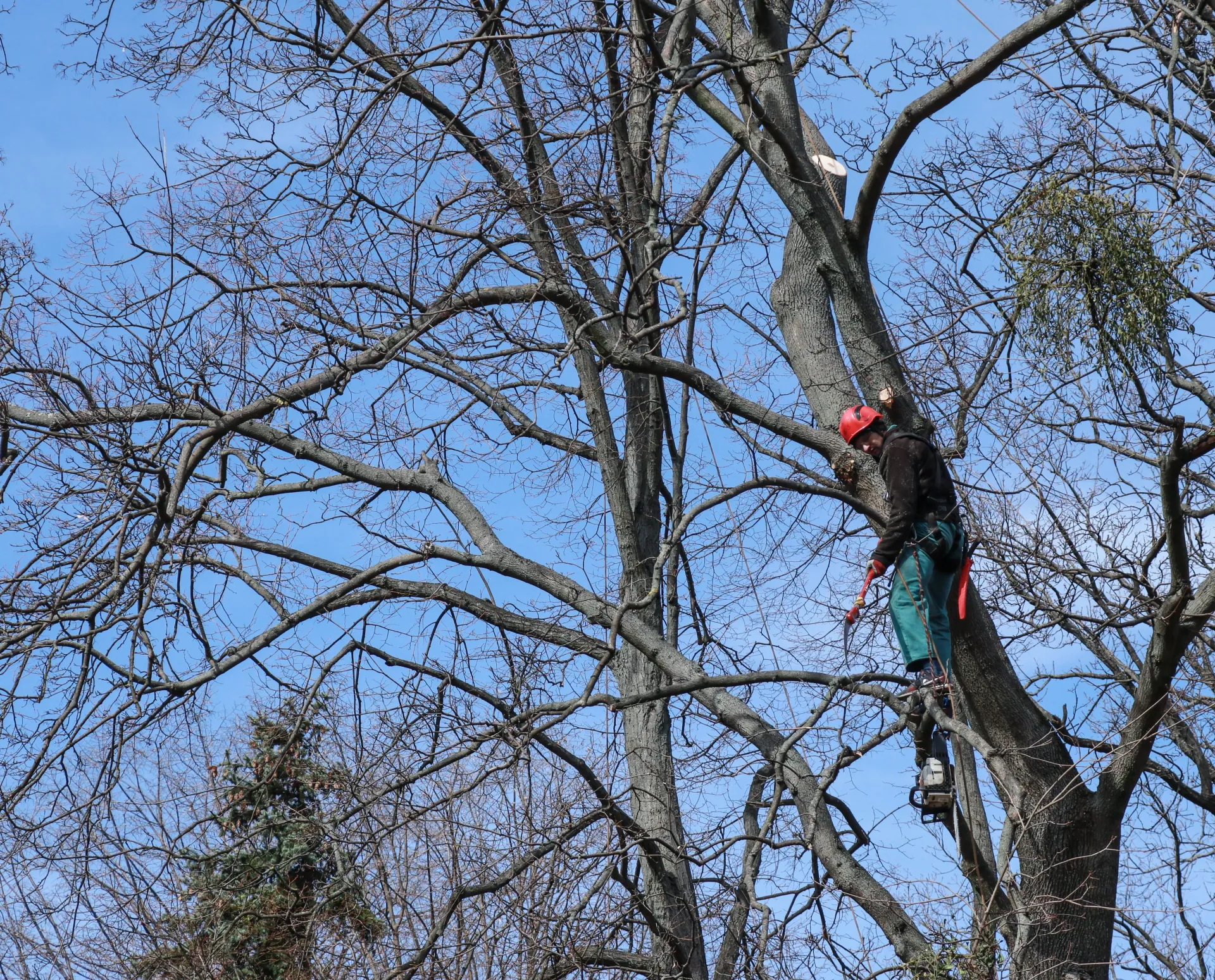 tree trimming phoenixville pa