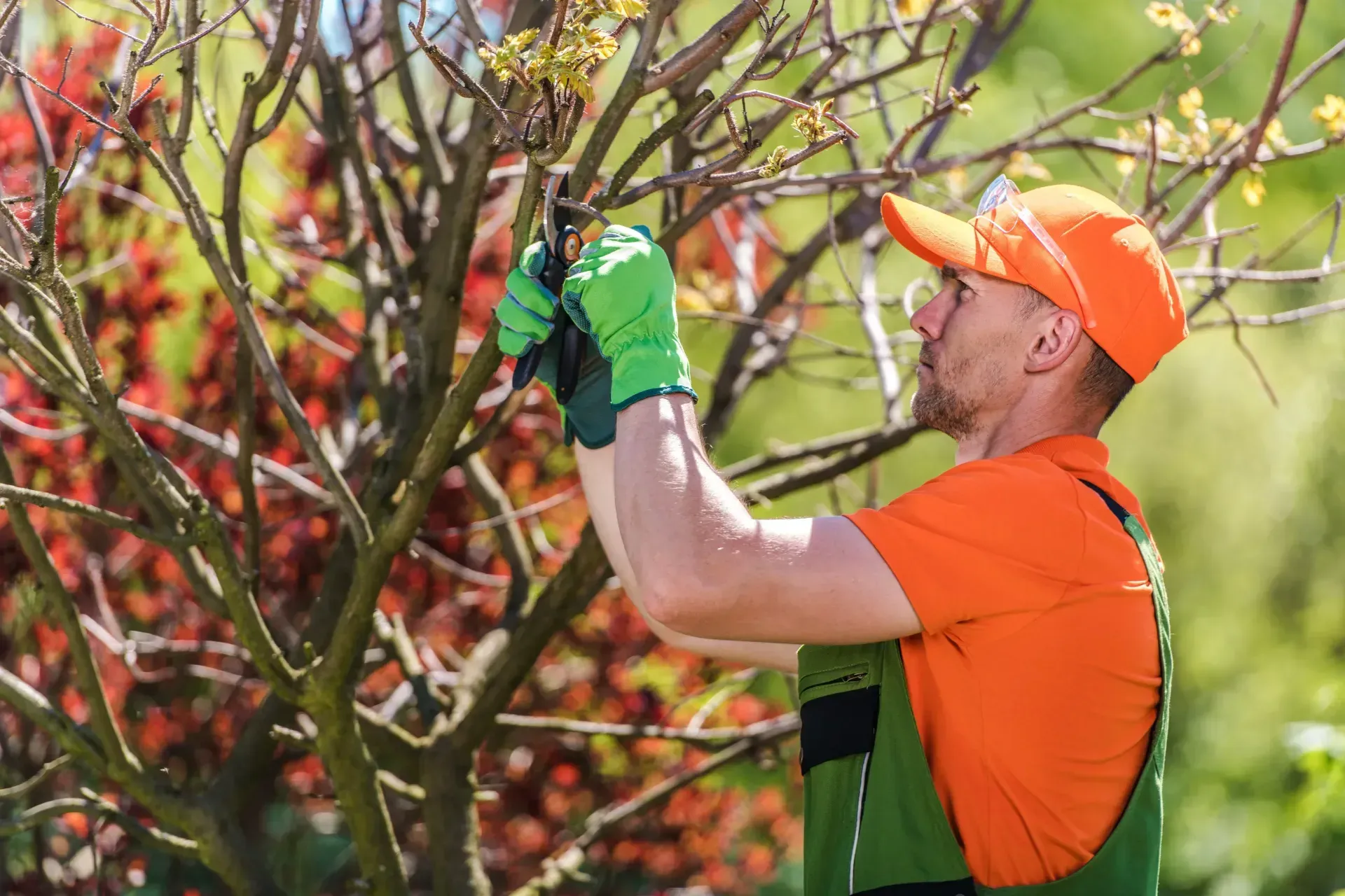 tree pruning