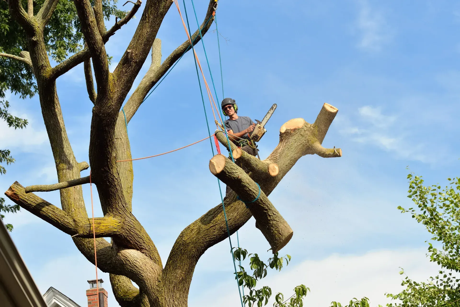 pennsylvania tree services