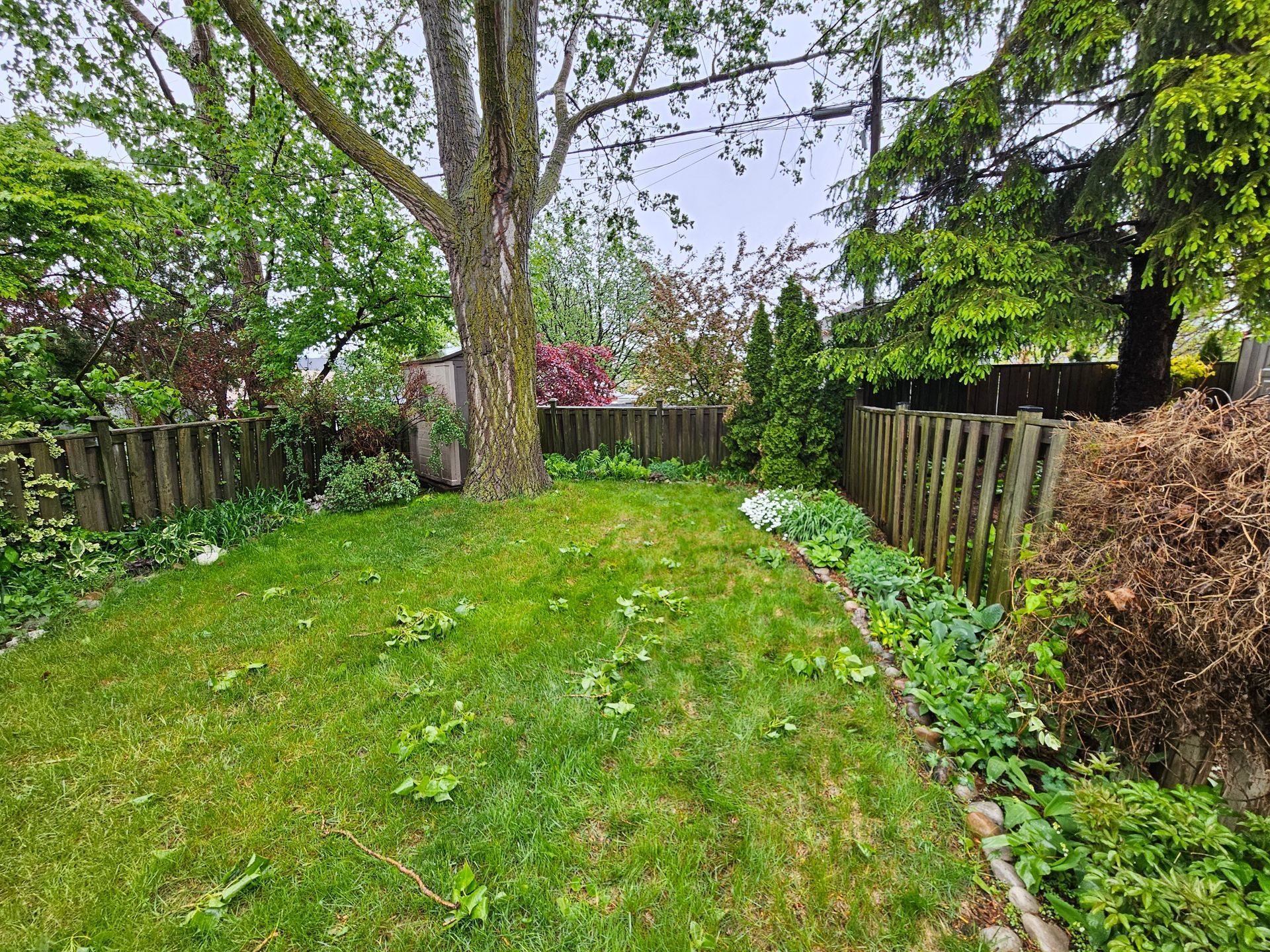 A grassy backyard with a wooden fence, large tree, and small garden beds. Overcast sky.