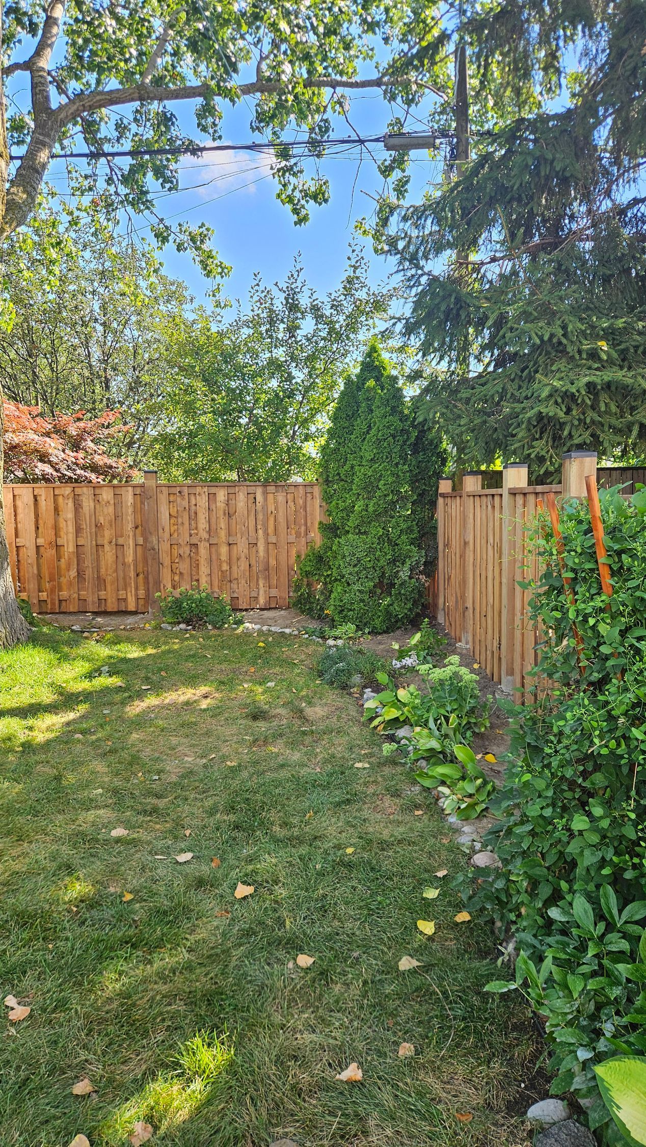 A backyard scene with a wooden fence, green grass, trees, and a clear blue sky.