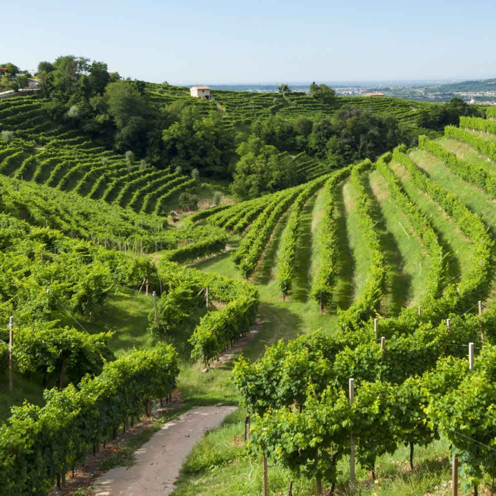 Prosecco wijnstreek bij Valdobbiadene