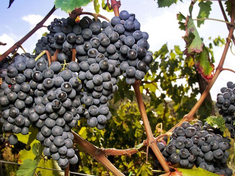 Sangiovese druiven in Toscane