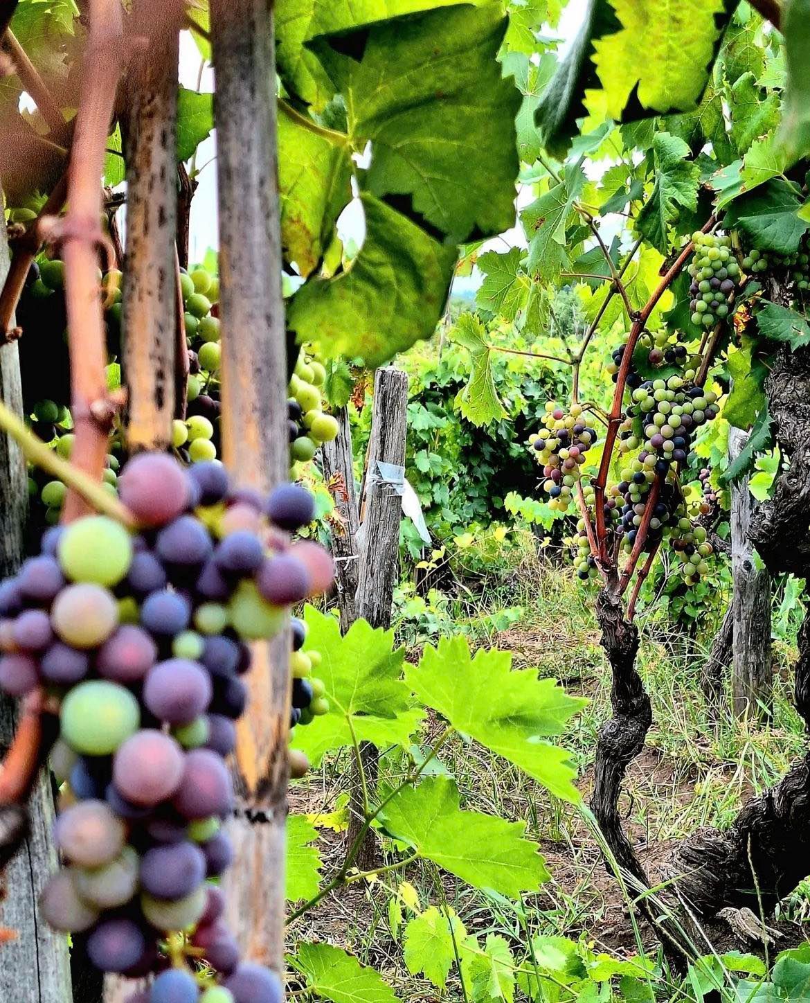 Wijnbouw op Sicilië - foto van Visit Sicily