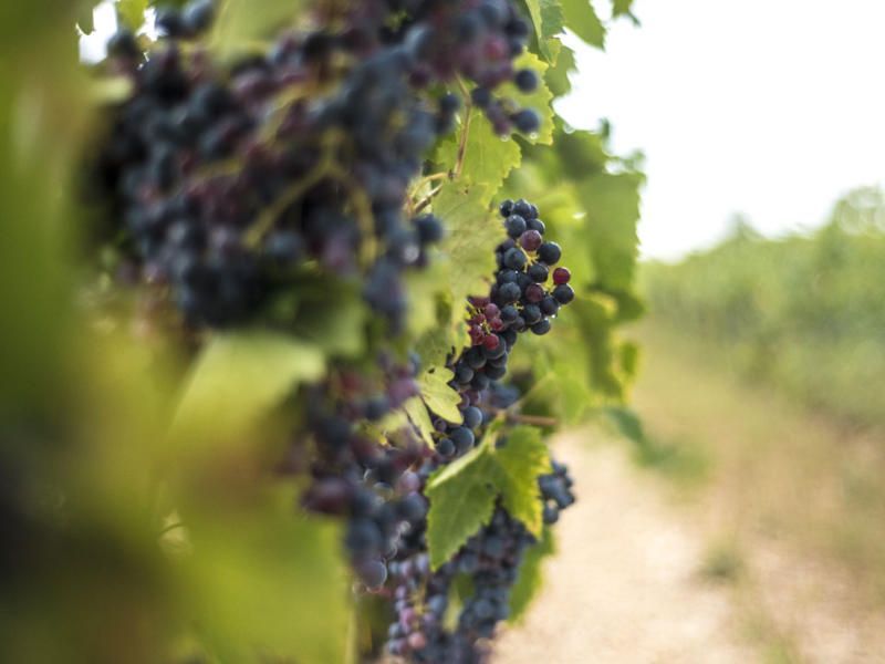 wijnbouw in de regio Puglia