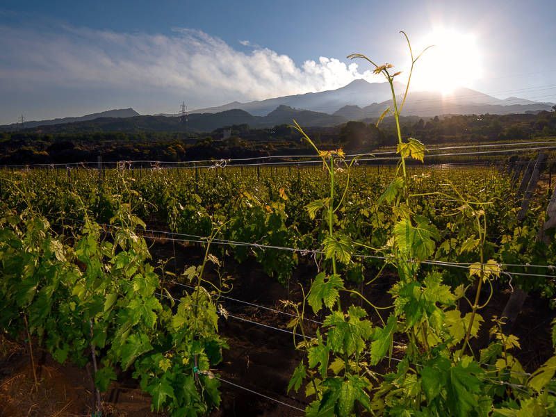 Wijngebied Sicilië