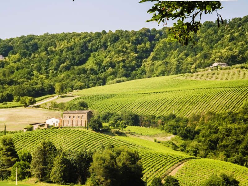 wijngaarden in prachtig landschap van Umbrië