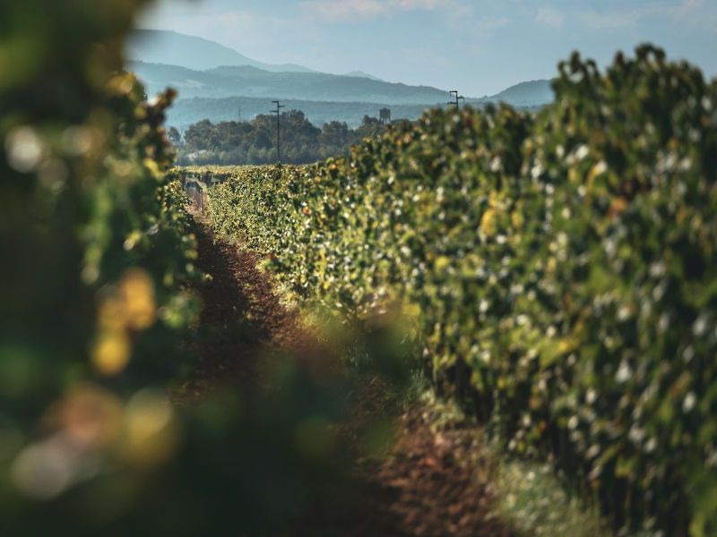 Wijnproeverijen in de wijngaarden van Alghero