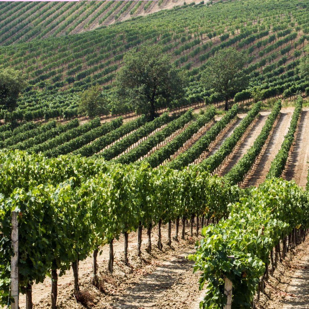 wijnstreek Montepulciano in Toscane