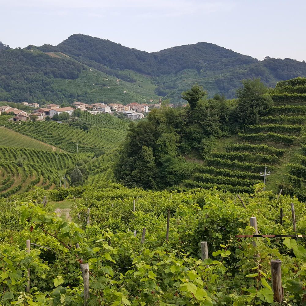Prachtig landschap in de Prosecco wijnstreek