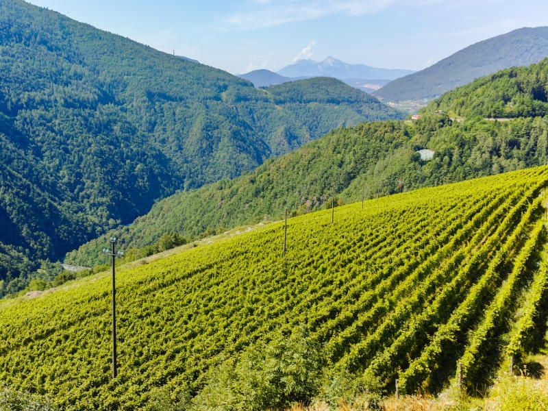Wijnstreek Trentino - Wijngaarden in de zomer