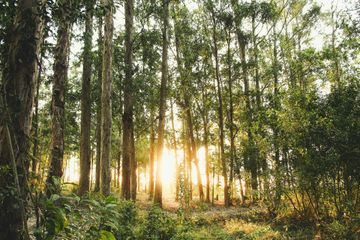 Sunlight streams through the tall, slender trunks of trees in a dense, green forest.