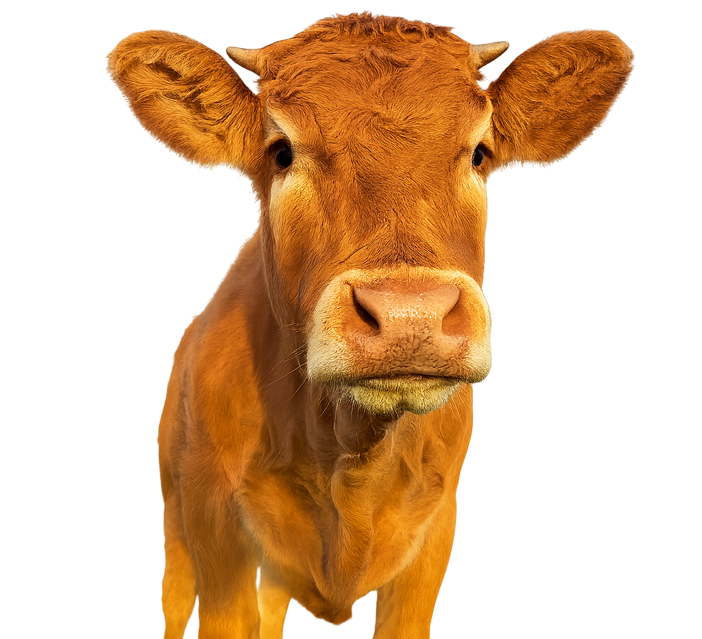 Brown cow with small horns looking directly at the viewer.