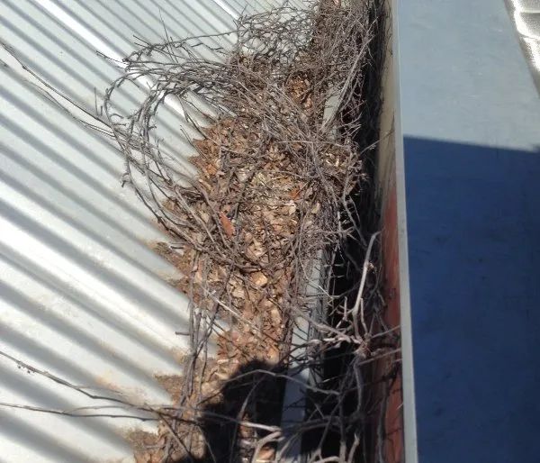 A gutter with a bunch of branches and leaves on it