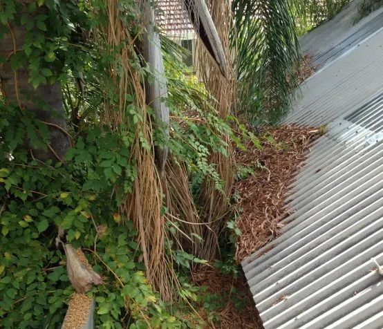 A roof with a lot of plants growing on it
