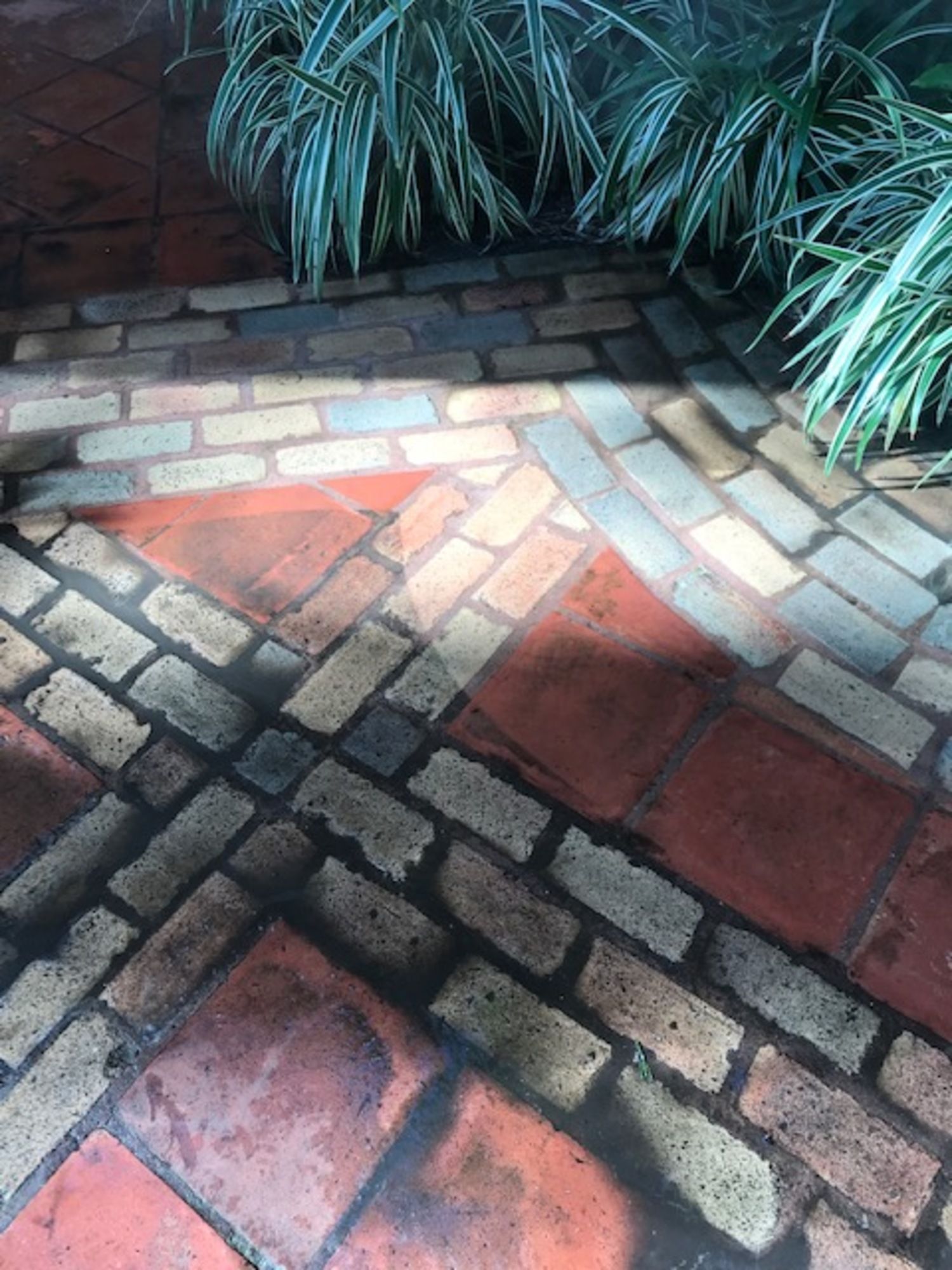 A brick walkway with a palm tree in the background.
