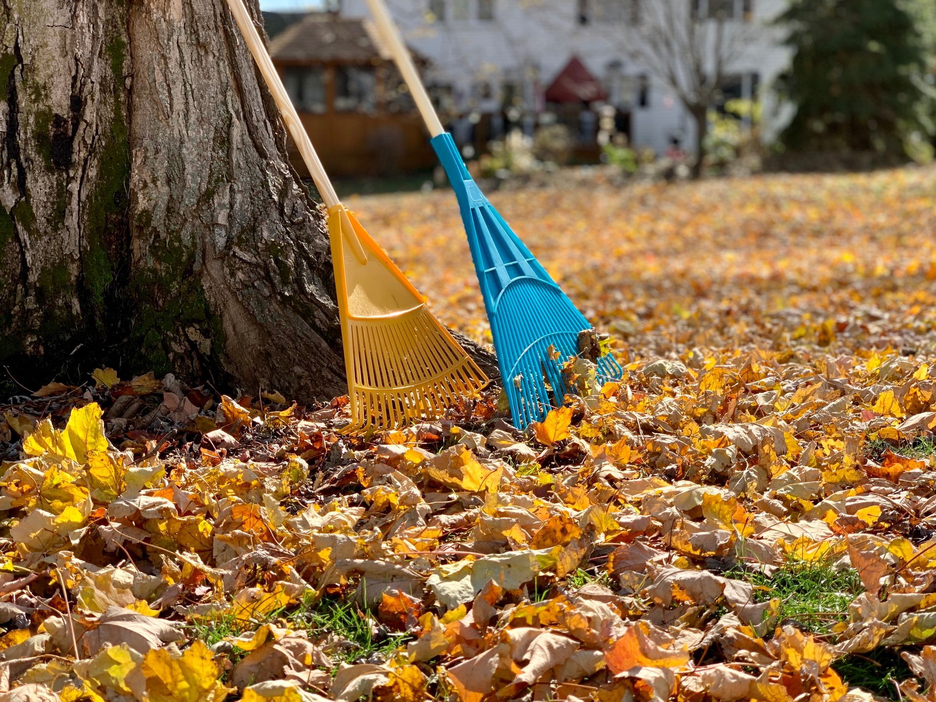 Two rakes leaning against a tree in a yard covered with autumn leaves