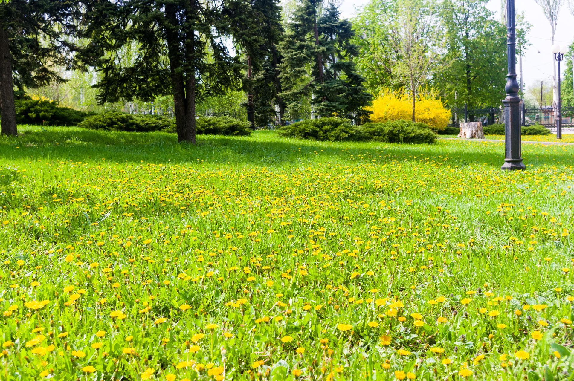 Sunny green park with trees and a lamppost beside a flowered lawn