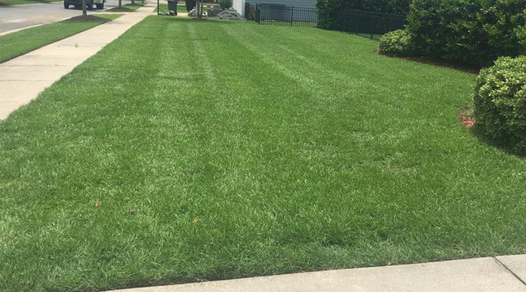 Freshly mowed green lawn bordered by sidewalks and shrubs in a suburban yard