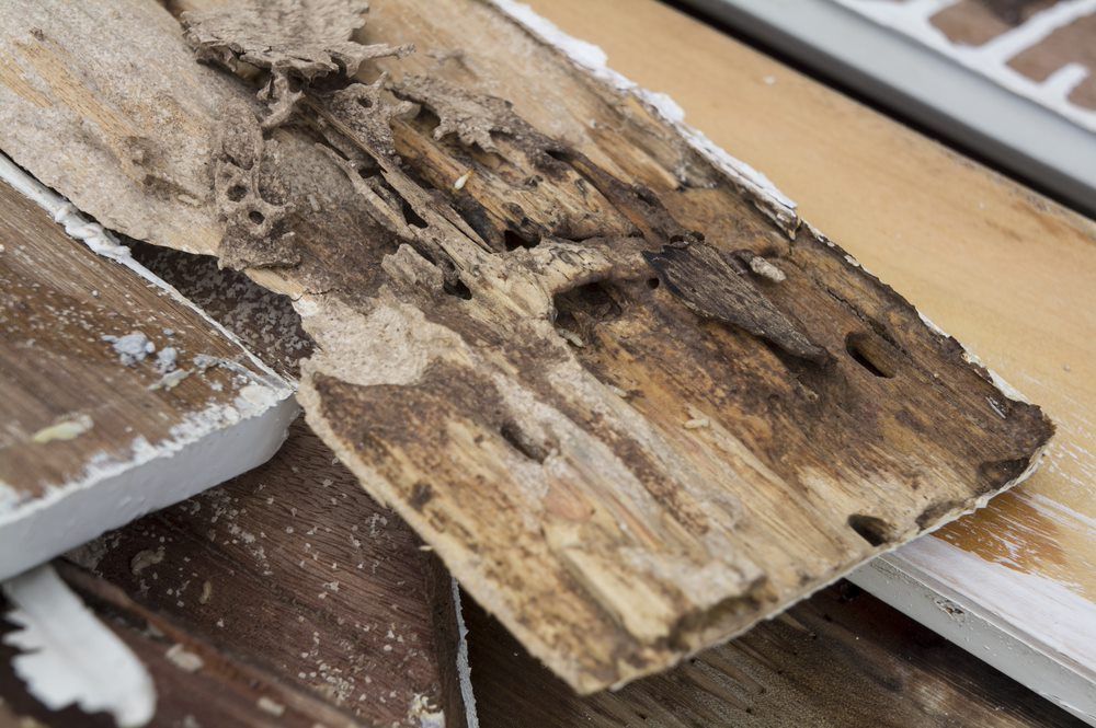 Damaged Wood Termites