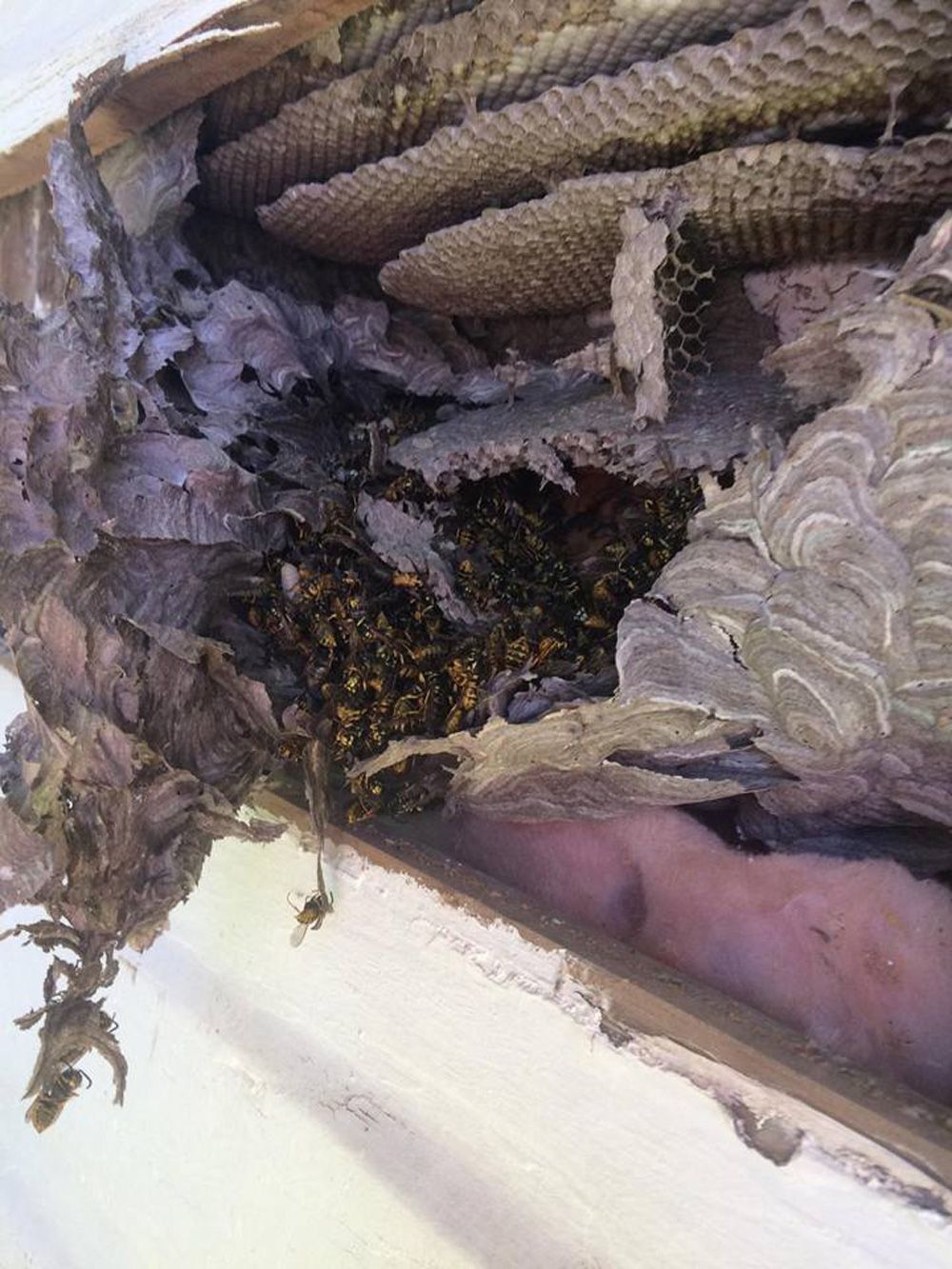 A Nest Of Wasp