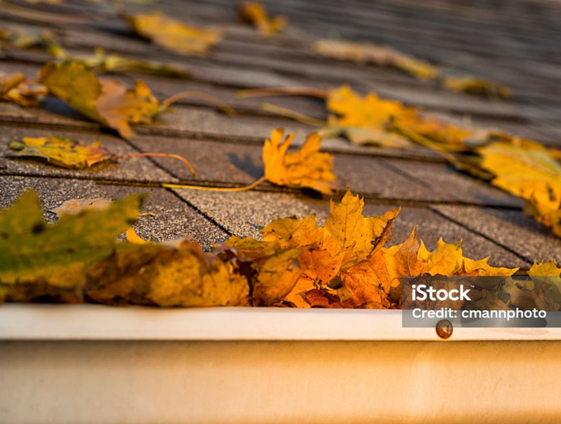 Autumn leaves are hanging from a gutter on a roof.