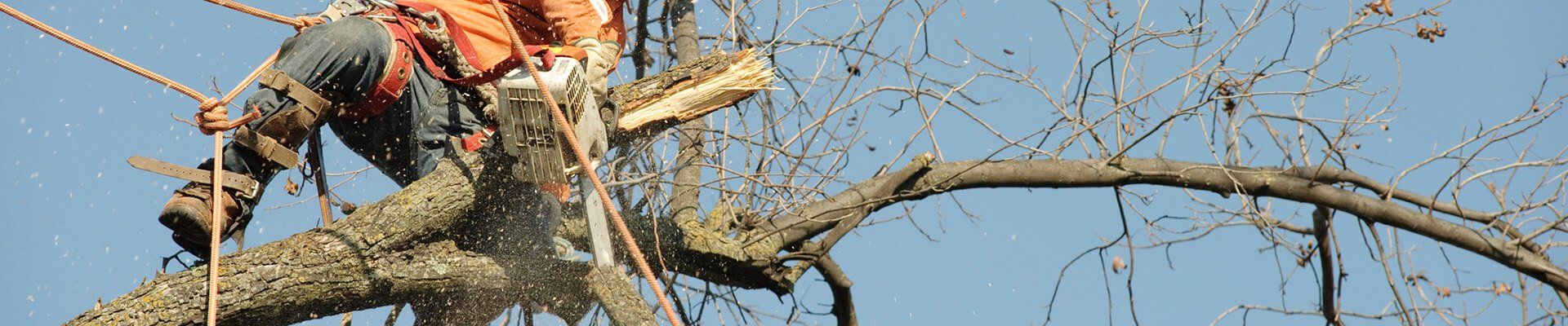 Tree Company Staten Island, NY Holly Expert Tree Care