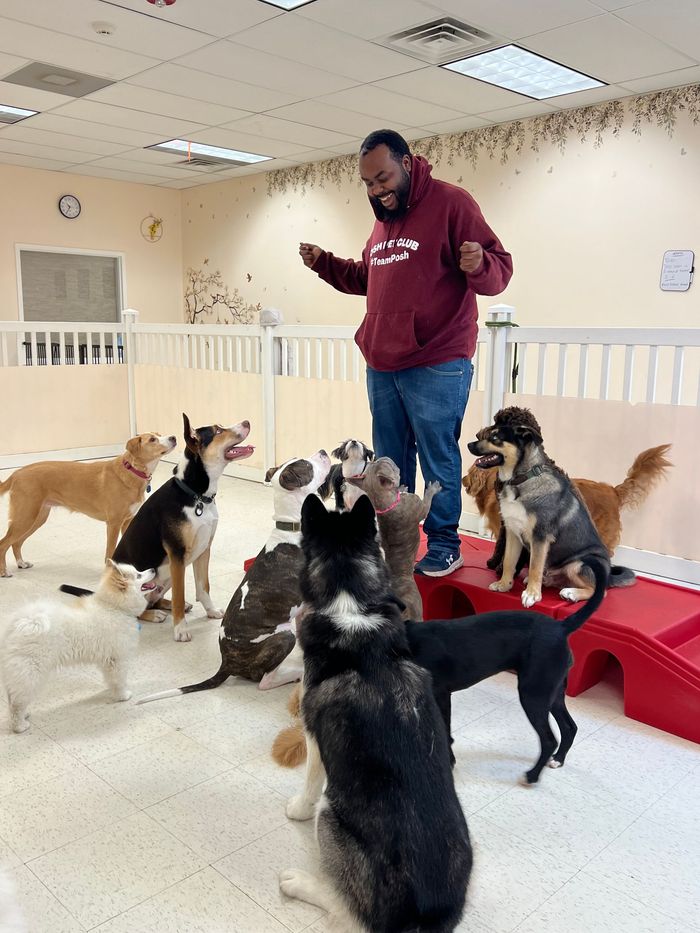 A man is sitting on the floor surrounded by dogs.
