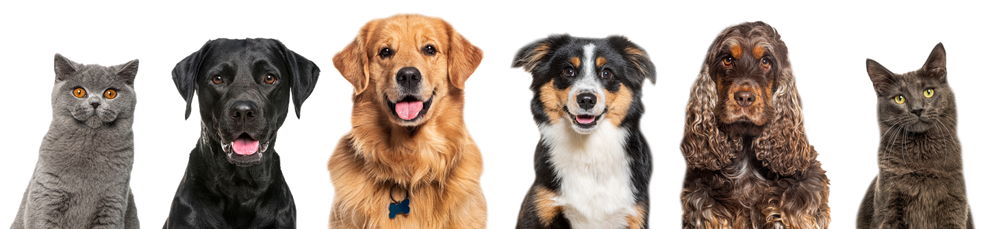 A group of dogs and cats sitting next to each other on a white background.