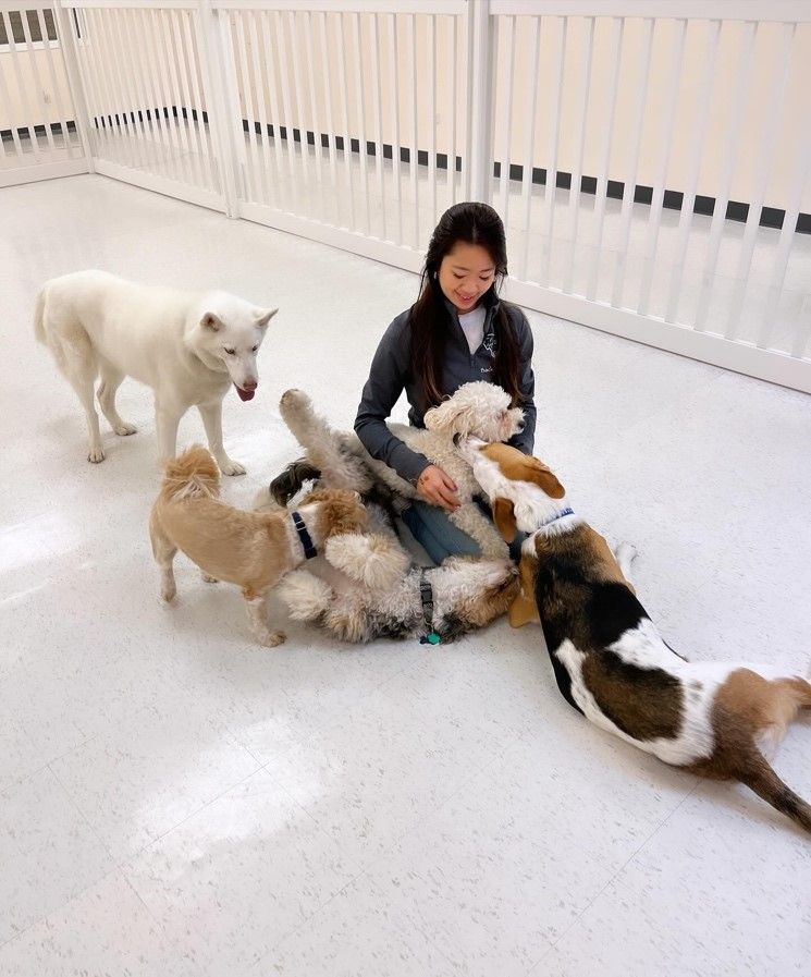 a woman is sitting on the floor playing with a group of dogs