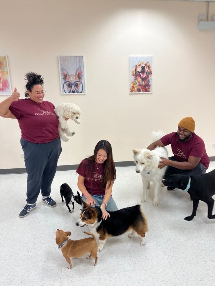 a group of people are playing with dogs in a room