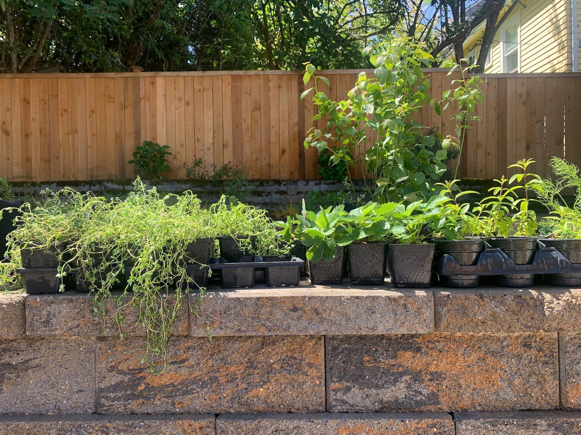 Backyard raised garden bed with potted plants in front of a wooden fence