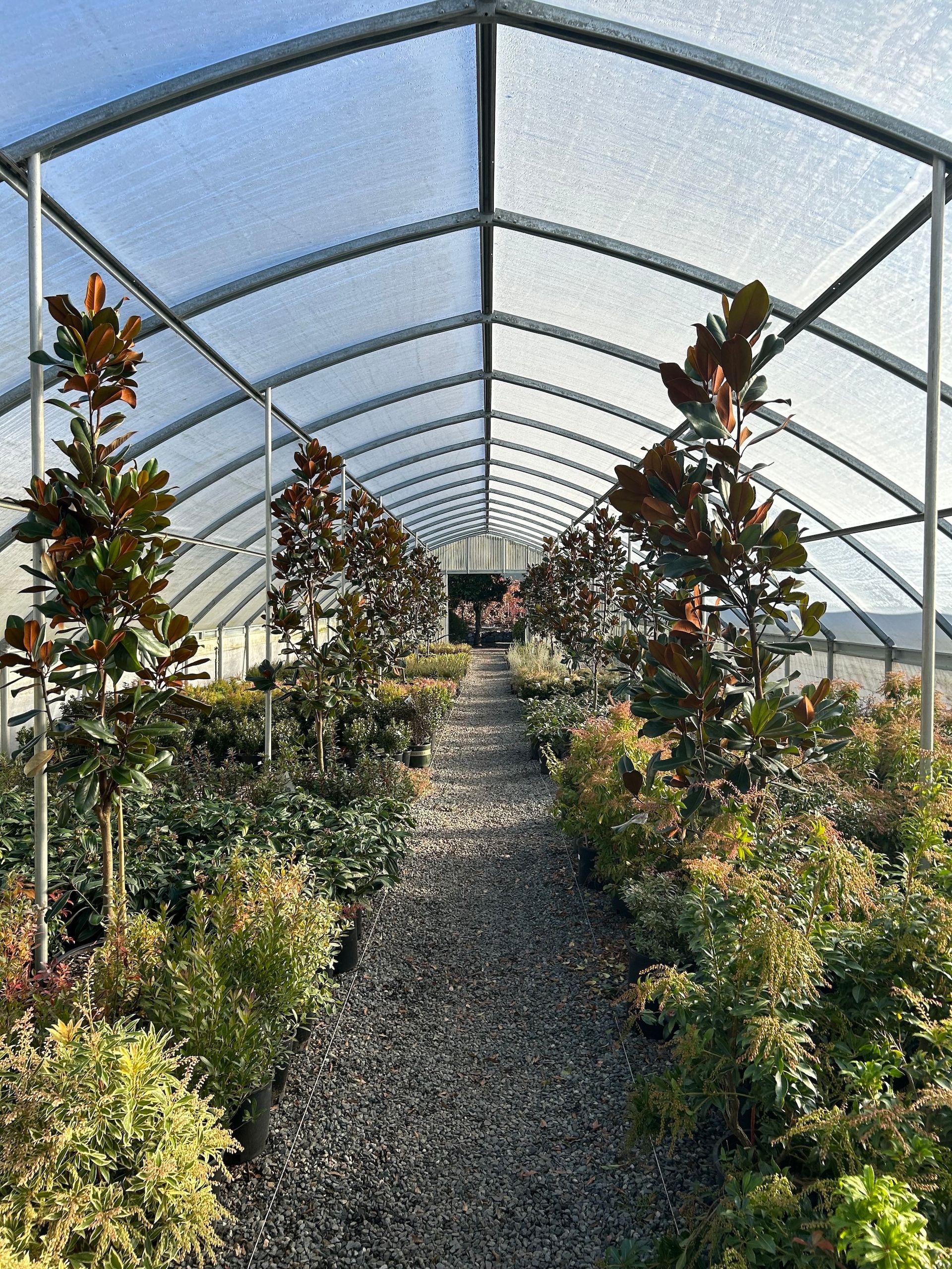 Covered plant nursery aisle with rows of shrubs and flowers under a translucent tunnel greenhouse