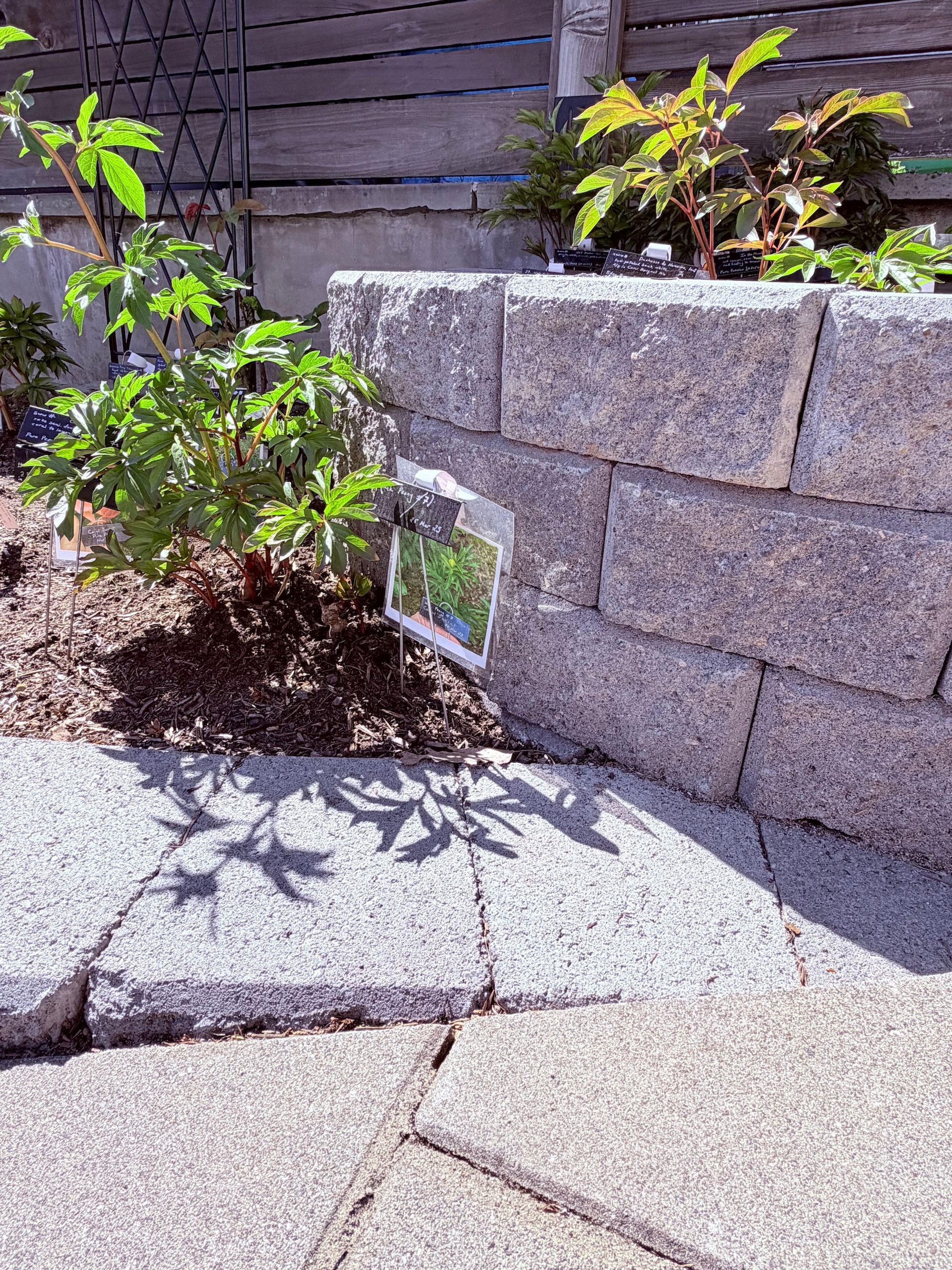 Stone retaining wall with small plants and a sunlit rock garden beside a wooden fence